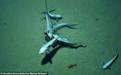 Scientists discover ‘dark oxygen’ being produced by seabed metals